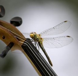 Virtuosenkonzert: Natur  Jazz  Czardas und Überraschungen