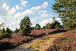 Wanderung - Heideblütenwanderung in die Bronzezeit: Tour zur Klein Bünstorfer Heide