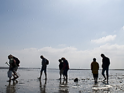 Entdecke das Watt - Geführte Wattwanderung im Nordseebad Otterndorf