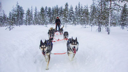 Abenteuer Arktis. Auf Nordlandfahrt durch Grönland, Kanada und Finnland. - Live-Multivision