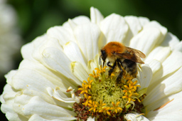 "Die Welt der Bienen"