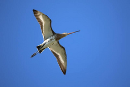 Ornithologische Führung - Was fliegt denn da?