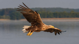 Faszination Seeadler