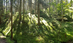 Waldbaden - Gästeführungen